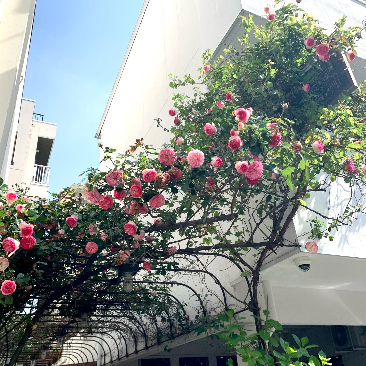 Pousse Pousse 京都 花 アトリエ プーゼ Fleuriste Magasin Pousse Pousse Pousse 京都 花 アトリエ プーゼ Fleuriste Magasin Pousse